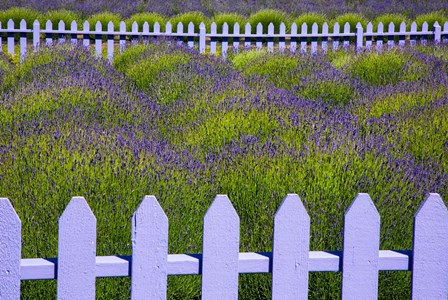 Field Of Lavender With A  Picket Fence, Washington State by Jaynes Gallery / Danita Delimont art print
