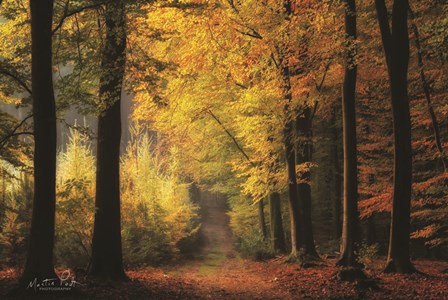 Autumn Mood by Martin Podt art print