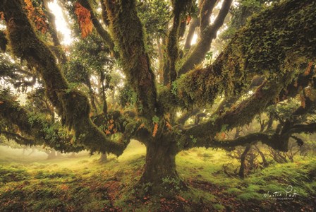 Octopus by Martin Podt art print