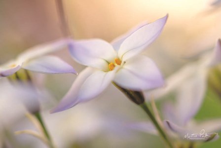 Delicate by Martin Podt art print