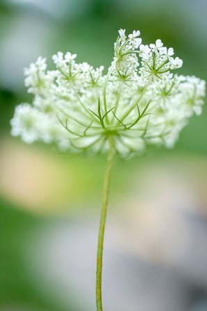 Queen Anne&#39;s Lace Flower 3 by Anna Miller / Danita Delimont art print