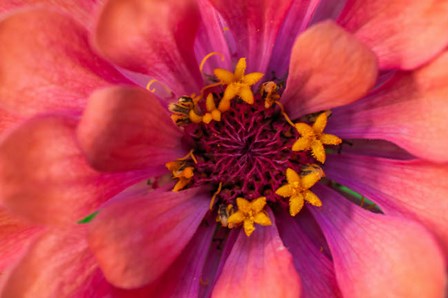 Zinnia Blossom 2 by Anna Miller / Danita Delimont art print