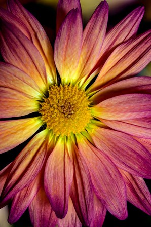 Colorado, Fort Collins, Daisy Flower Close-Up by Jaynes Gallery / Danita Delimont art print