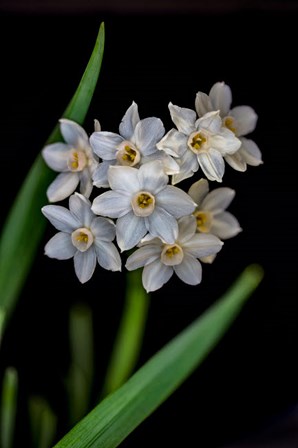 Colorado, Fort Collins, Paperwhite Flower Plant Close-Up by Jaynes Gallery / Danita Delimont art print