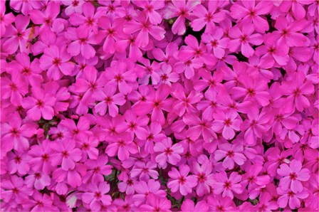 Pink Phlox, Mt, Cuba Center, Hockessin, Delaware by Darrell Gulin / Danita Delimont art print