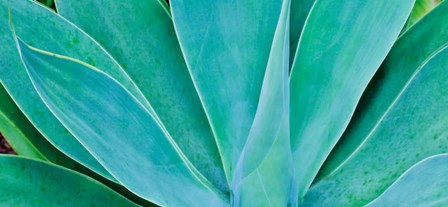 Kauai, Hawaii, Panorama Of Agave by Darrell Gulin / Danita Delimont art print