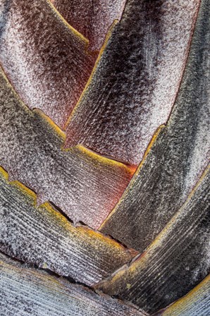 Fan Detail Of Travelers Palm Tree, Maui, Hawaii by Darrell Gulin / Danita Delimont art print