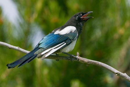 Bozeman, Montana Black-Billed Magpie Vocalizing by Janet Horton / DanitaDelimont art print