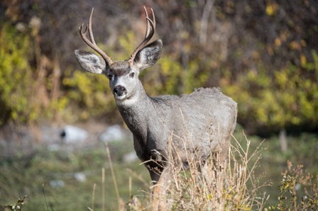 A Mule Deer Buck At National Bison Range, Montana by Richard Wright / DanitaDelimont art print