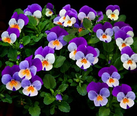 Oregon, Coos Bay Purple Violas by Jaynes Gallery / Danita Delimont art print