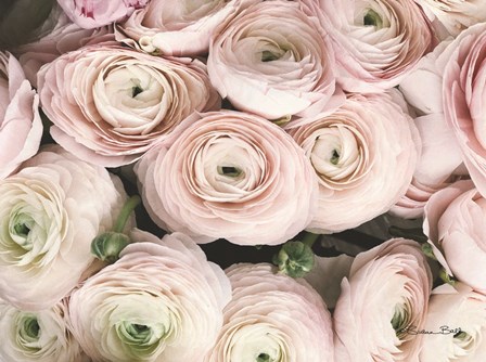 Soft Pink Ranunculus by Susan Ball art print