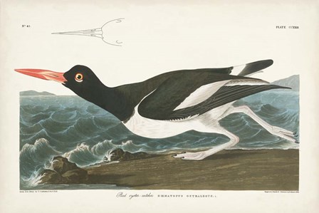 Pl 223 Pied Oyster Catcher by John James Audubon art print