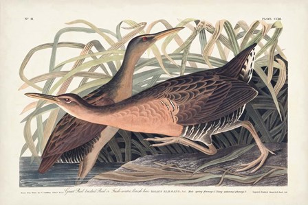 Pl. 203 Great Red-breasted Rail by John James Audubon art print