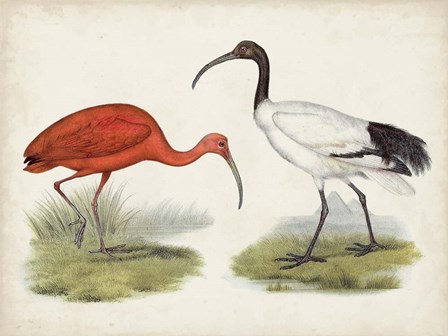 Antique Waterbirds II art print