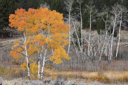 Late Autumn Aspens by Ken Archer / DanitaDelimont art print