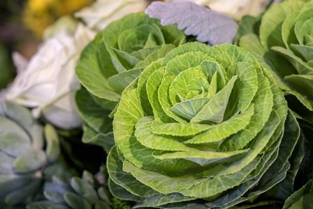 Ornamental Cabbage In A Flower Arrangement by Lisa S. Engelbrecht / Danita Delimont art print