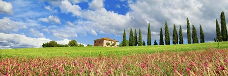 Landscape with cypress alley and sainfoins, San Quirico d&#39;Orcia, Tuscany by Frank Krahmer art print