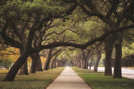 Alley of Live Oaks by Martin Podt art print