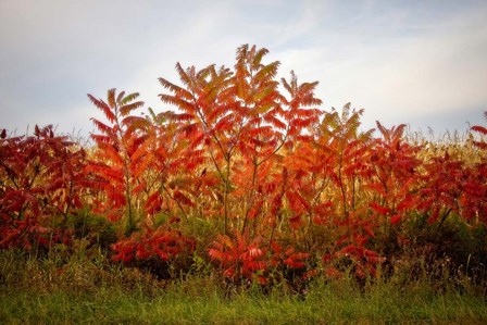 Autumn Sumac by George Cannon art print