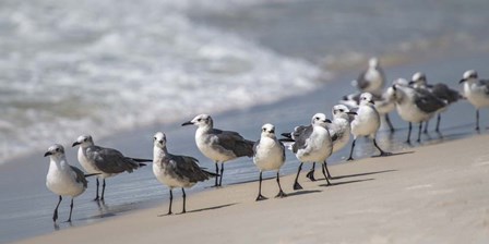 What&#39;s Up Gulls by Danny Head art print