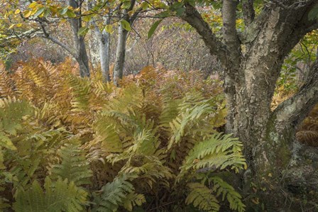 Autumn Ferns by Danny Head art print