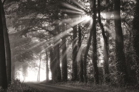 Amazing Rays by Martin Podt art print