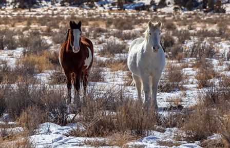 Horses by Jeff Poe Photography art print