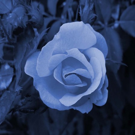 Blue Flower 2 by Sheldon Lewis art print