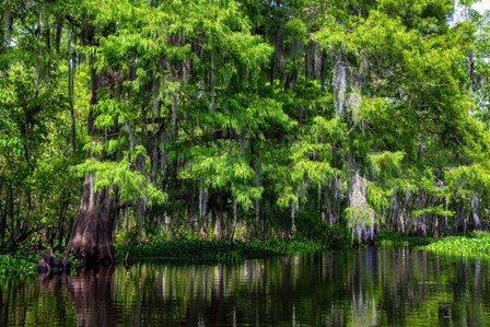 Along Tchackehou Bayou by Andy Crawford Photography art print