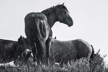 Wild Stallion by Andy Crawford Photography art print