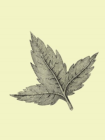 Floating Leaf by Jasmine Woods art print