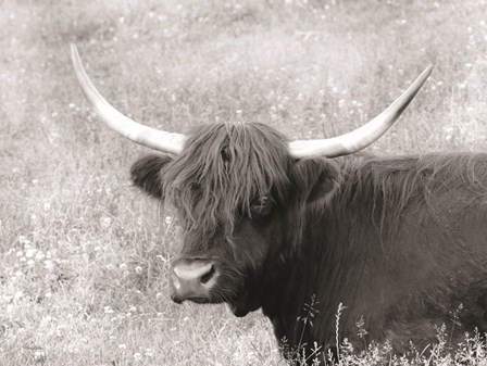 Highland Cow in Spring by Lori Deiter art print