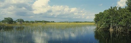 Reflection of clouds in Mangrove swamp, Florida by Panoramic Images art print