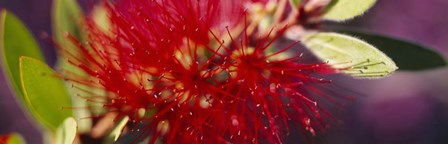 Bottlebrush flower, Sacramento by Panoramic Images art print