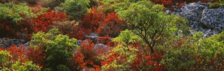 Trees in the forest, West Virginia by Panoramic Images art print