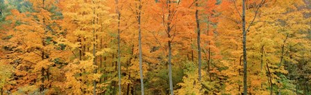 Trees in a forest, Memorial State Forest, New York State by Panoramic Images art print