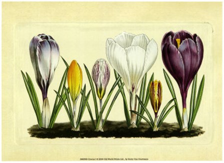 Crocus I by Vision Studio art print