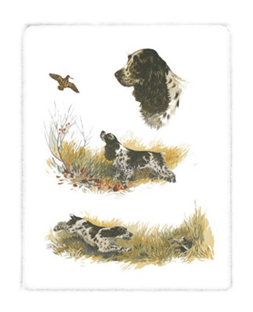 Cocker Spaniel by Rial art print