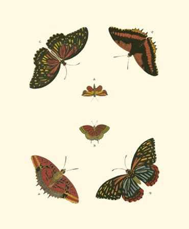 Butterfly Study II by Pieter Cramer art print