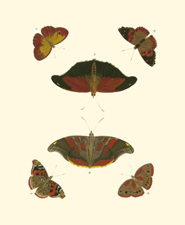 Butterfly Study III by Pieter Cramer art print