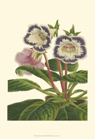 Gloxinia Garden I by Francois Van Houtte art print