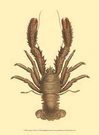 Antique Lobster II by James Sowerby art print