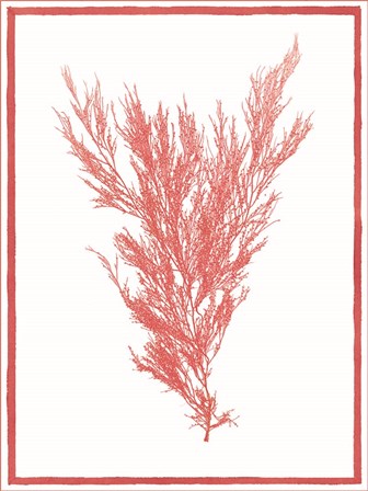 Sea Things II by Sarah Elizabeth Chilton art print