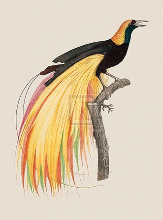 Le Grand Oiseau De Paradis Emeraude by Jacques Barraband art print