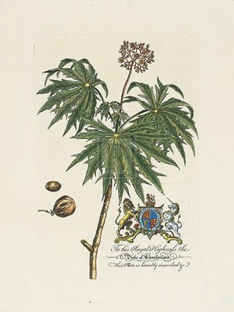 Duke of Cumberland Botanical by Georg Dionysius Ehret art print