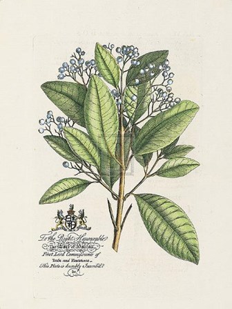 Earl of Halifax Botanical by Georg Dionysius Ehret art print