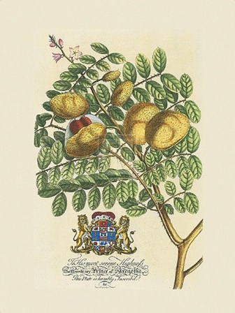 Prince Saxegotha Botanical by Georg Dionysius Ehret art print