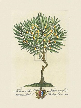 Lord Bishop of London Botanical by Georg Dionysius Ehret art print