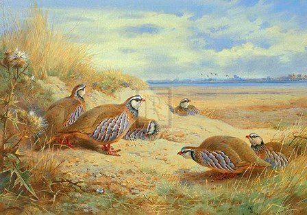 French Partridges by Archibald Thorburn art print