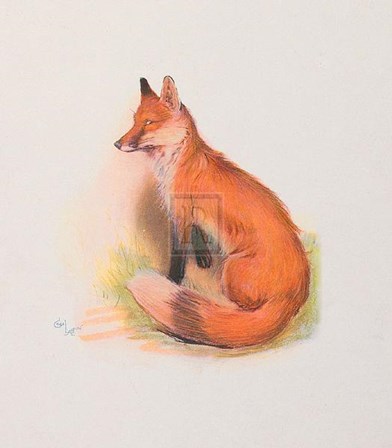 Fox by Cecil Aldin art print